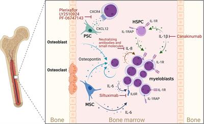The cytokine network in acute myeloid leukemia